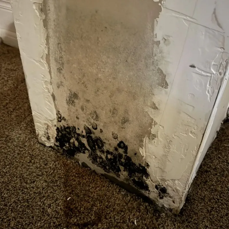 Professional Mold Removal in Universal City, TX